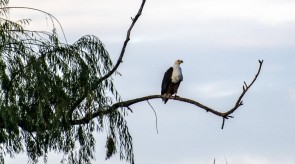 Makgoro Lodge Activities - Bird Watching