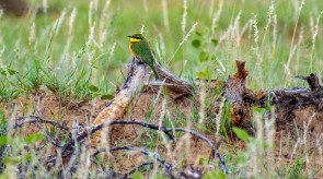 Makgoro Lodge Activities - Bird Watching
