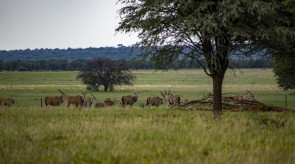 Makgoro Lodge Activities - Game Viewing