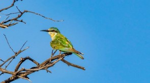 Makgoro Lodge - Game Walk