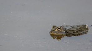 Makgoro Lodge - Game Walk