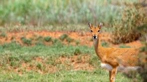 Makgoro Lodge - Game Walk