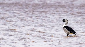 Makgoro Lodge - Game Walk