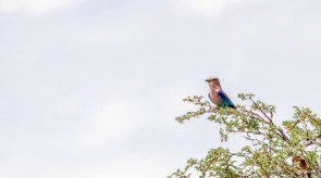 Makgoro Lodge - Game Walk
