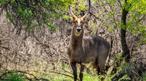 Makgoro Lodge - Game Walk