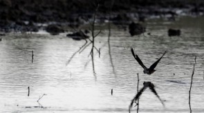 Makgoro Lodge - Game Walk