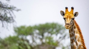 Makgoro Lodge - Game Walk