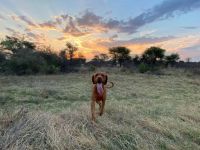 Sunset walk at Makgoro Lodge